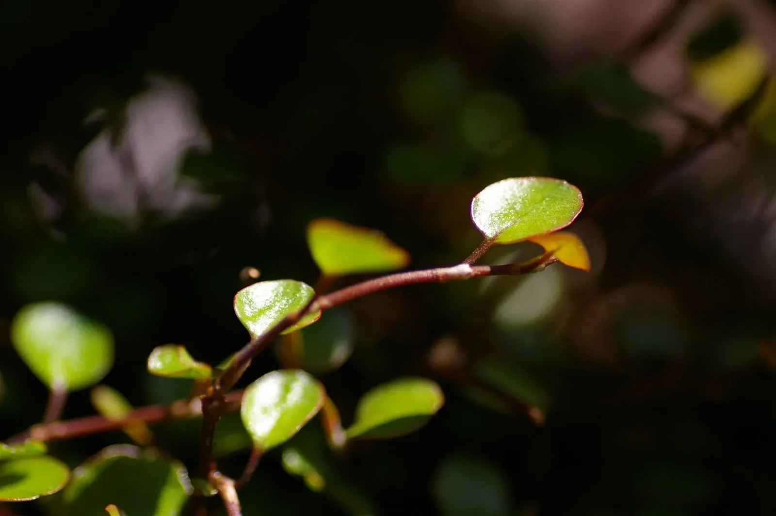 Pohuehue (Muehlenbeckia complexa)