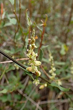 Leafless pohuehue (Muehlenbeckia ephedroides) hero image