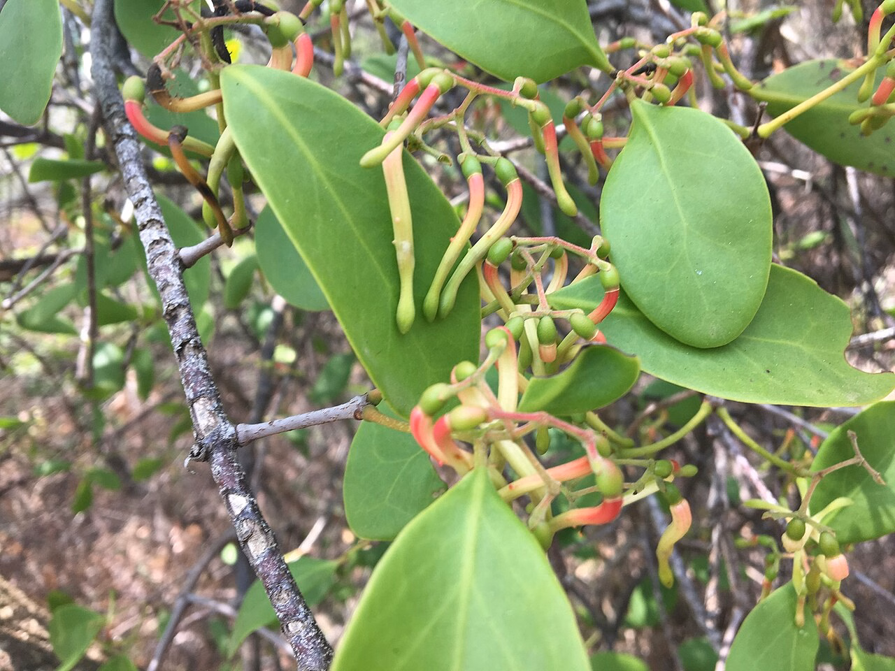 Muellerina celastroides (Muellerina celastroides)