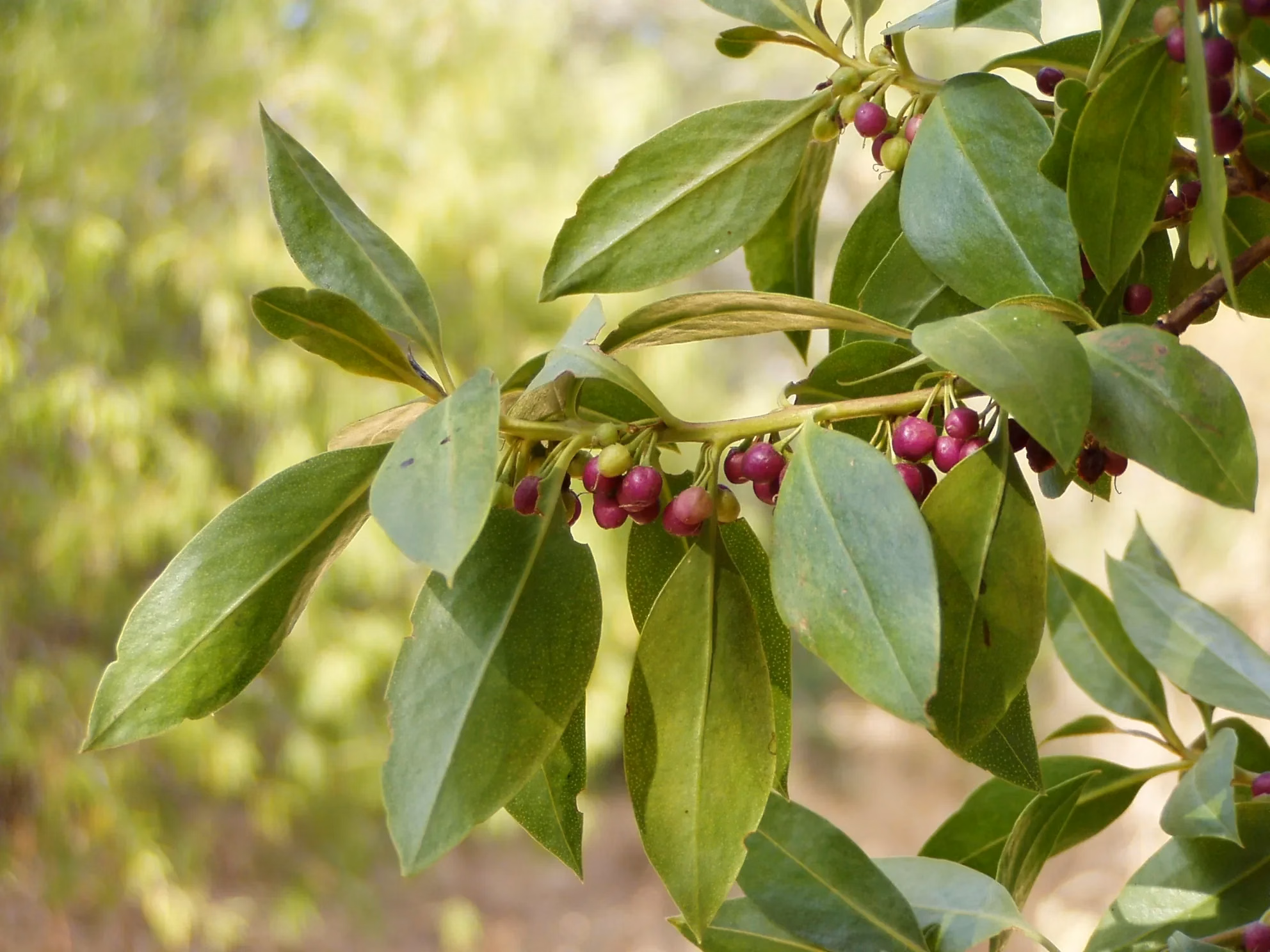 Ngaio (Myoporum laetum)