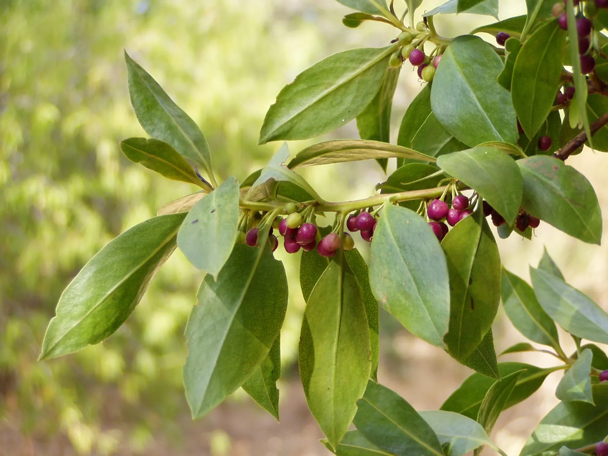 Ngaio (Myoporum laetum)