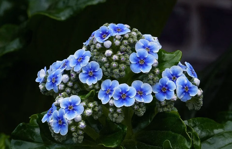 Chatham Island Forget-Me-Not