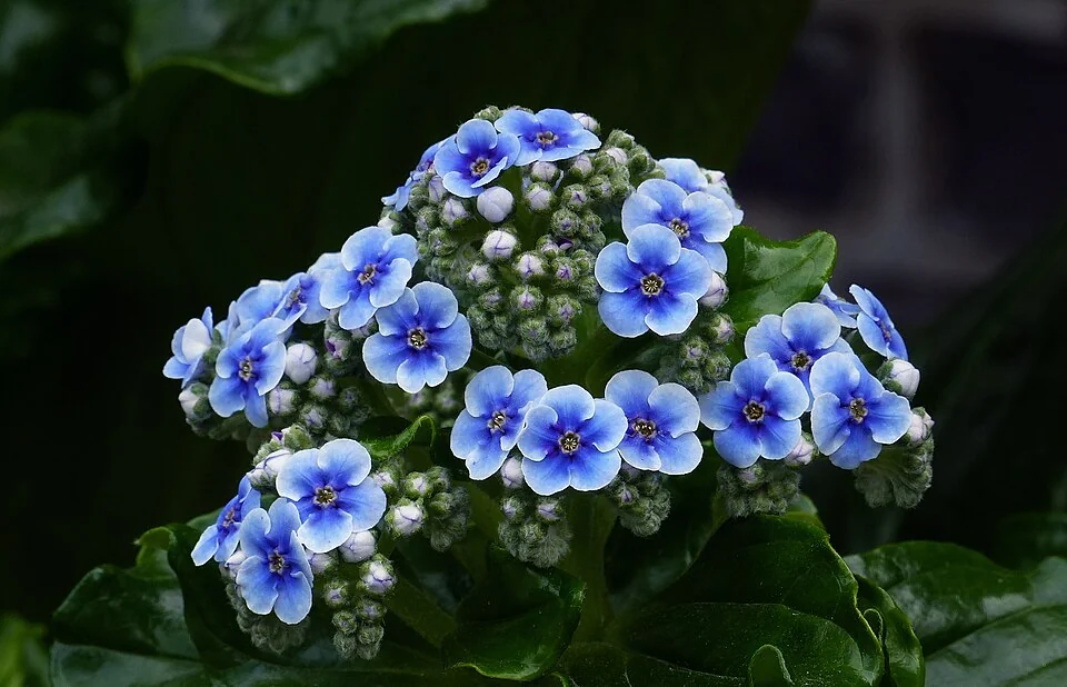 Chatham Island Forget-me-not (Myosotidium hortensia) hero image