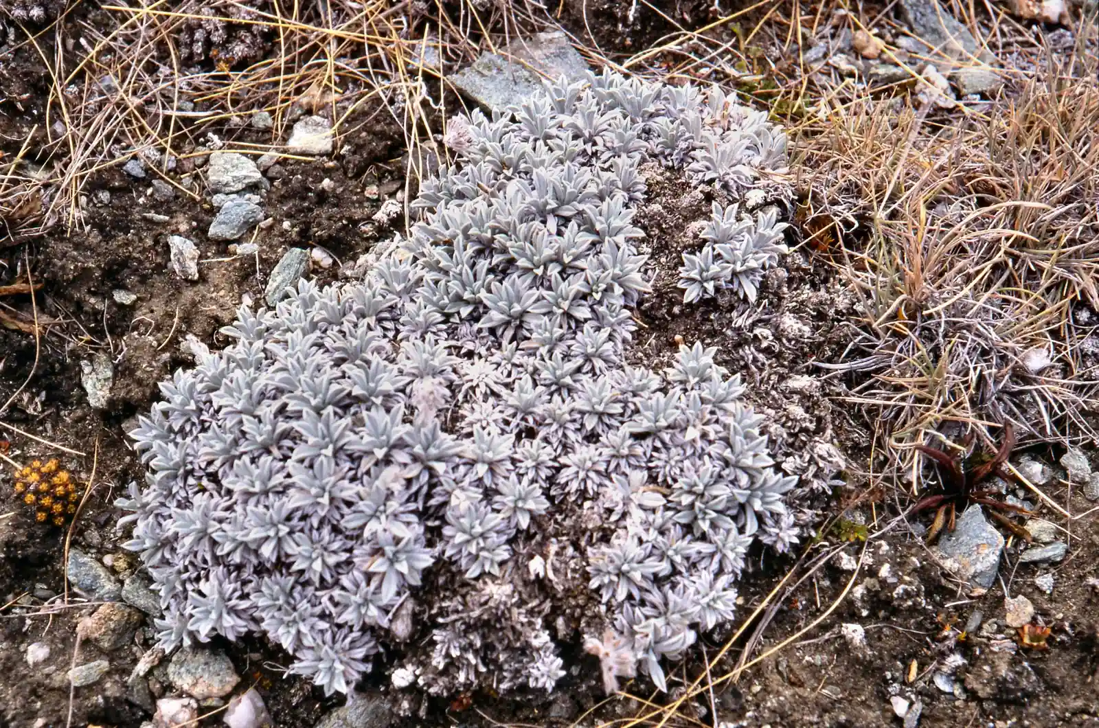 Myosotis Albosericea Native Plant (Myosotis albosericea)