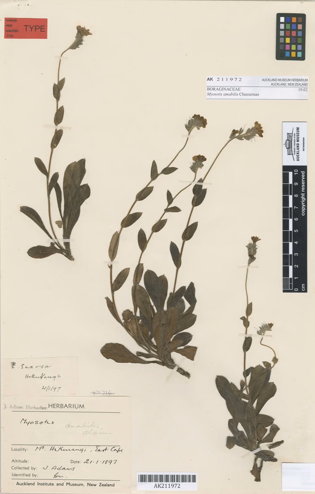Myosotis Amabilis Native Plant (Myosotis amabilis)