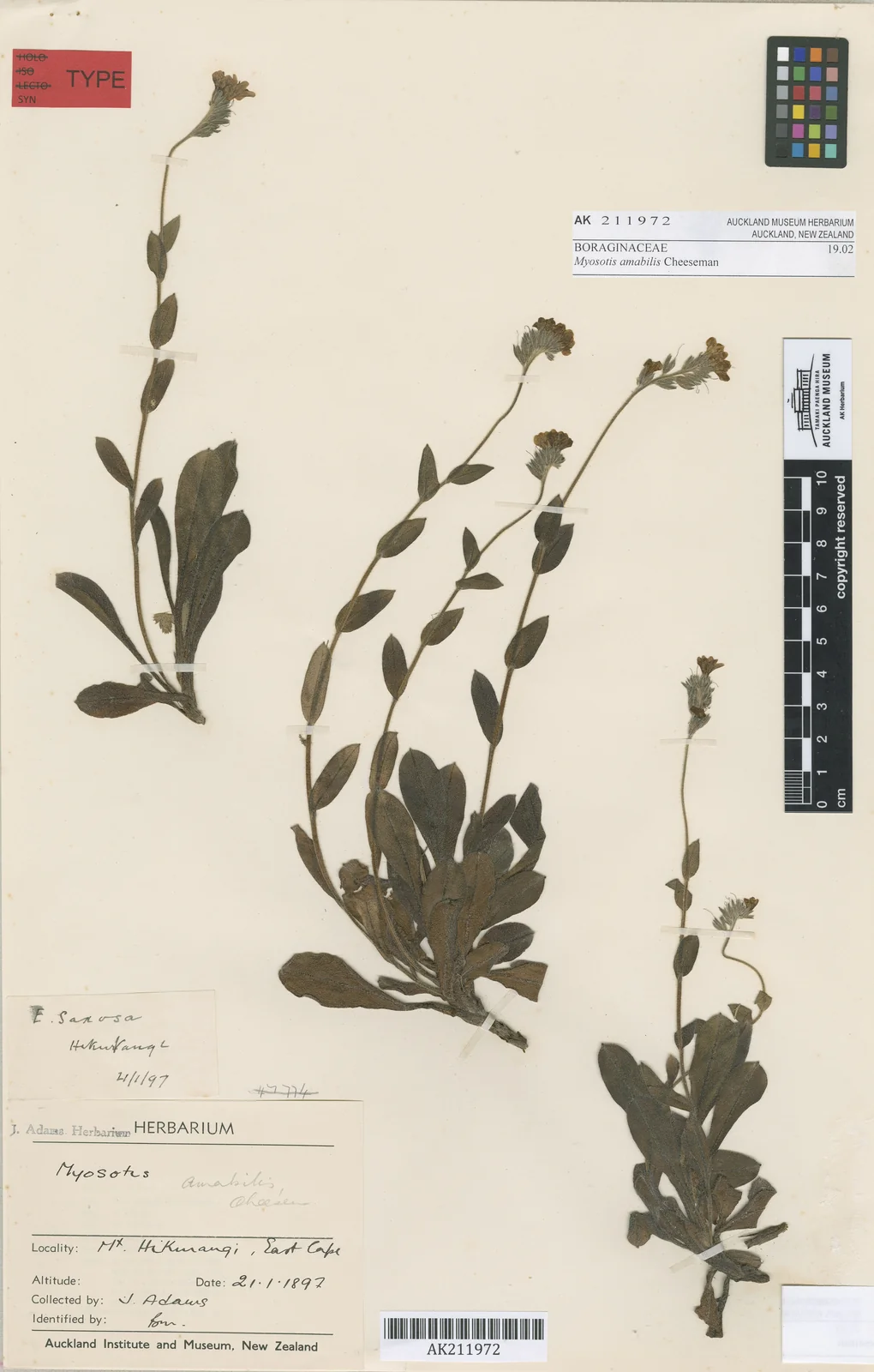 Myosotis Amabilis Native Plant (Myosotis amabilis)