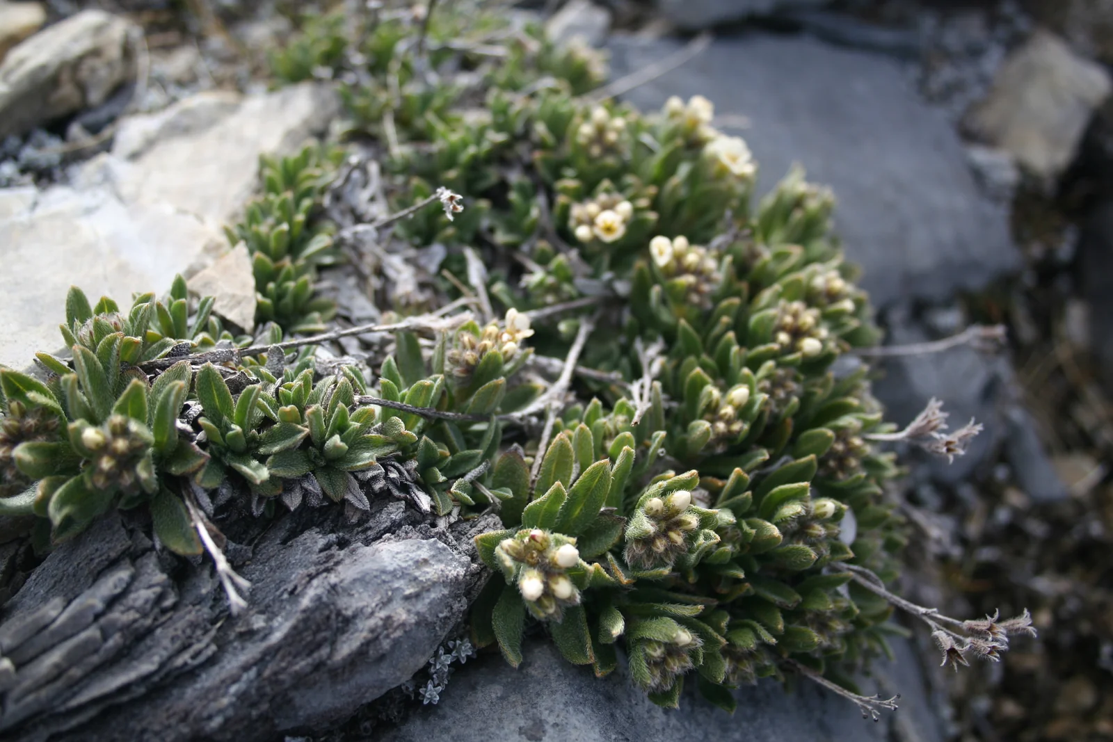 Myosotis Angustata Native Plant (Myosotis angustata)