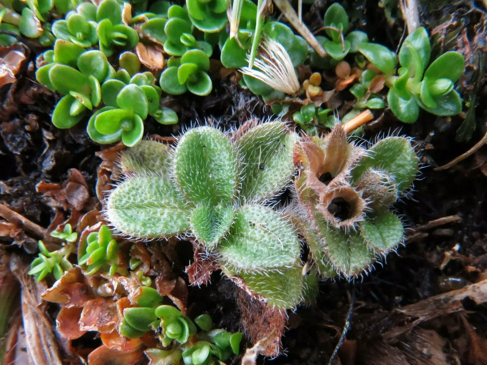 Myosotis Antarctica Native Plant (Myosotis antarctica)