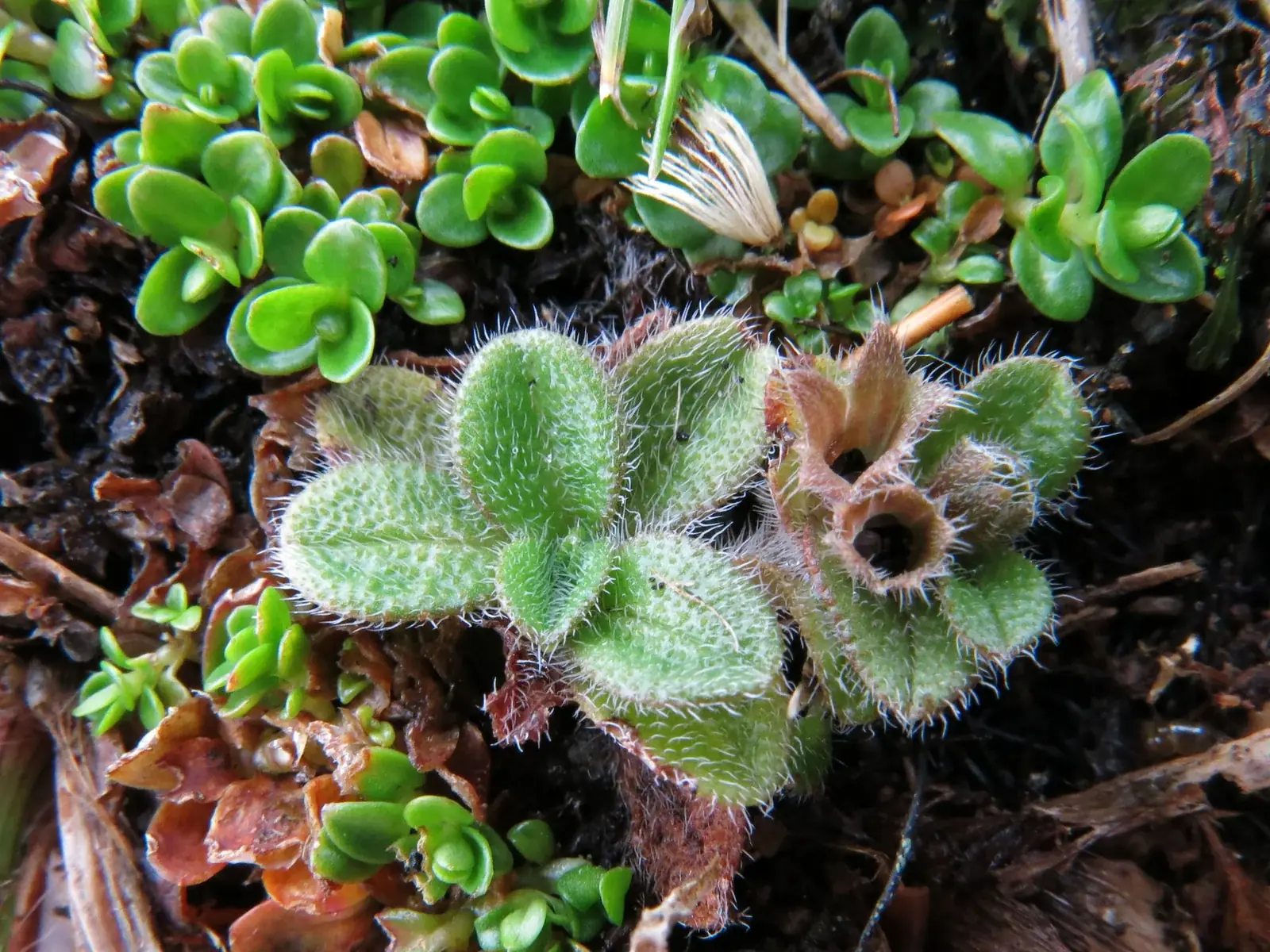 Myosotis Antarctica Native Plant (Myosotis antarctica)