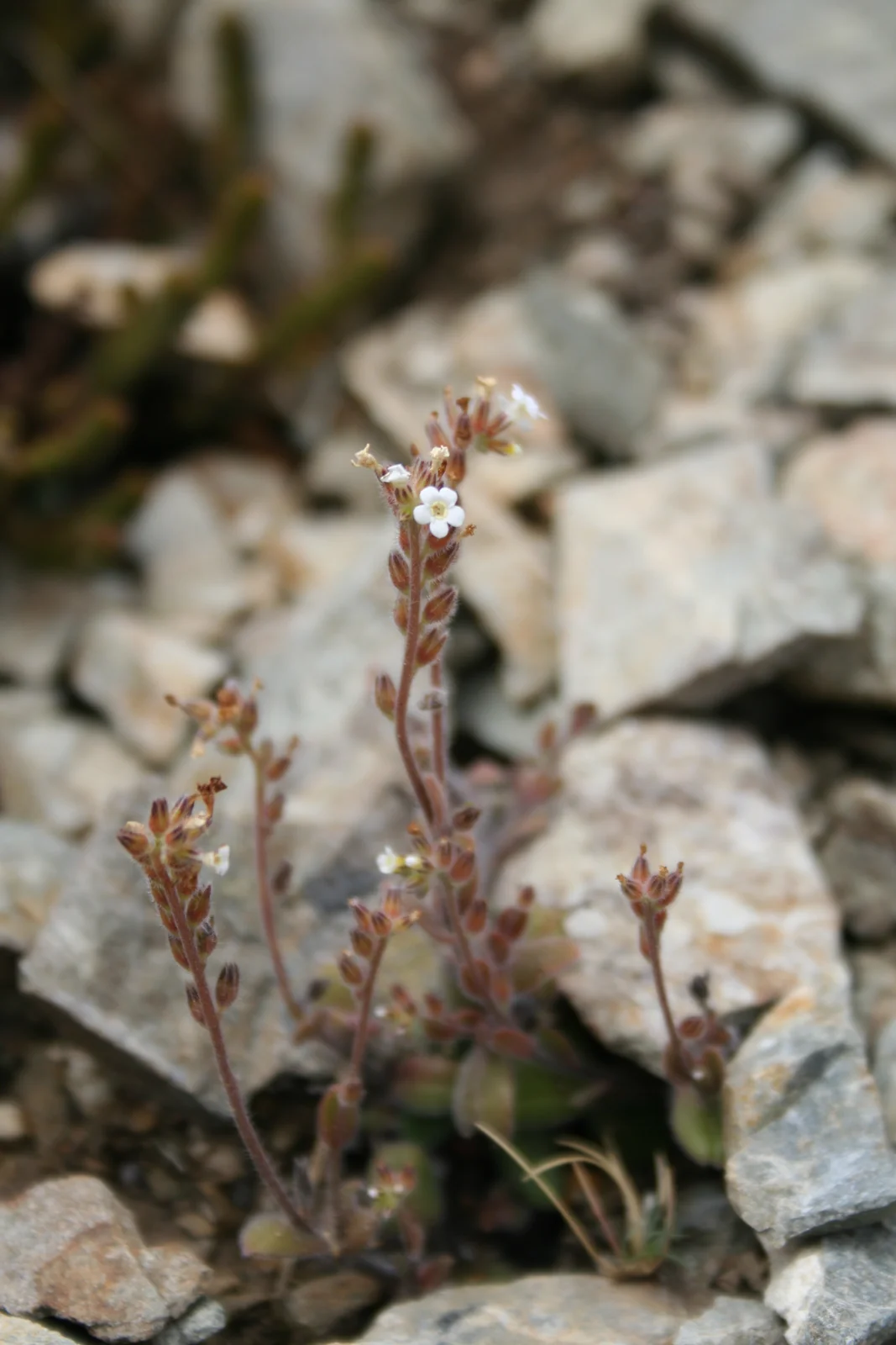 Myosotis Australis Subsp Australis Native Plant (Myosotis australis subsp. australis)