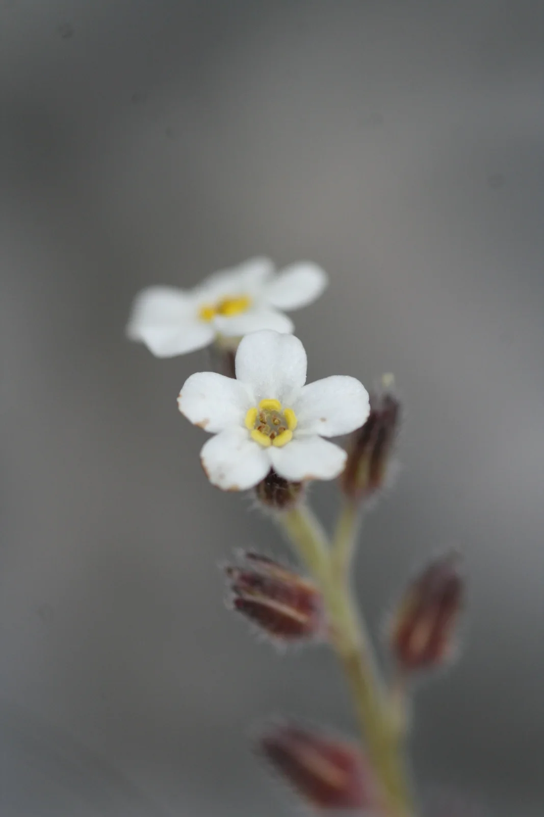Myosotis Australis Native Plant (Myosotis australis)
