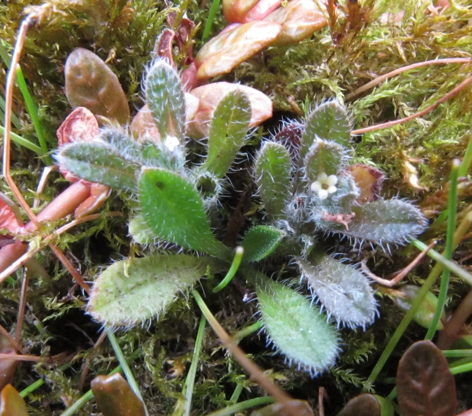 Myosotis Brevis Native Plant (Myosotis brevis)
