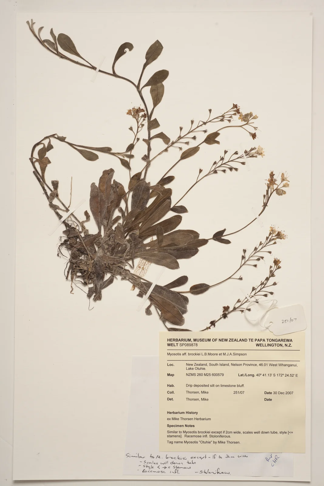 Myosotis Brockiei Subsp Dysis Native Plant (Myosotis brockiei subsp. dysis)