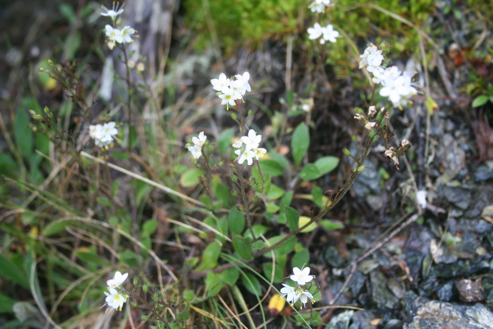 Myosotis Brockiei Native Plant (Myosotis brockiei)