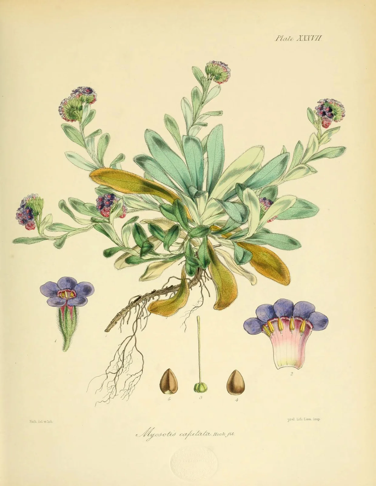 Myosotis Capitata Native Plant (Myosotis capitata)