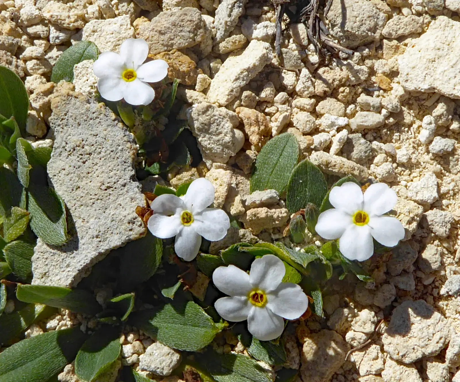 Myosotis Colensoi Native Plant (Myosotis colensoi)