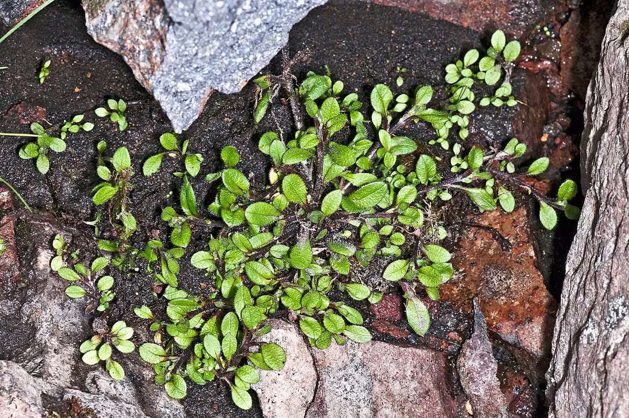 Myosotis drucei (Myosotis drucei)