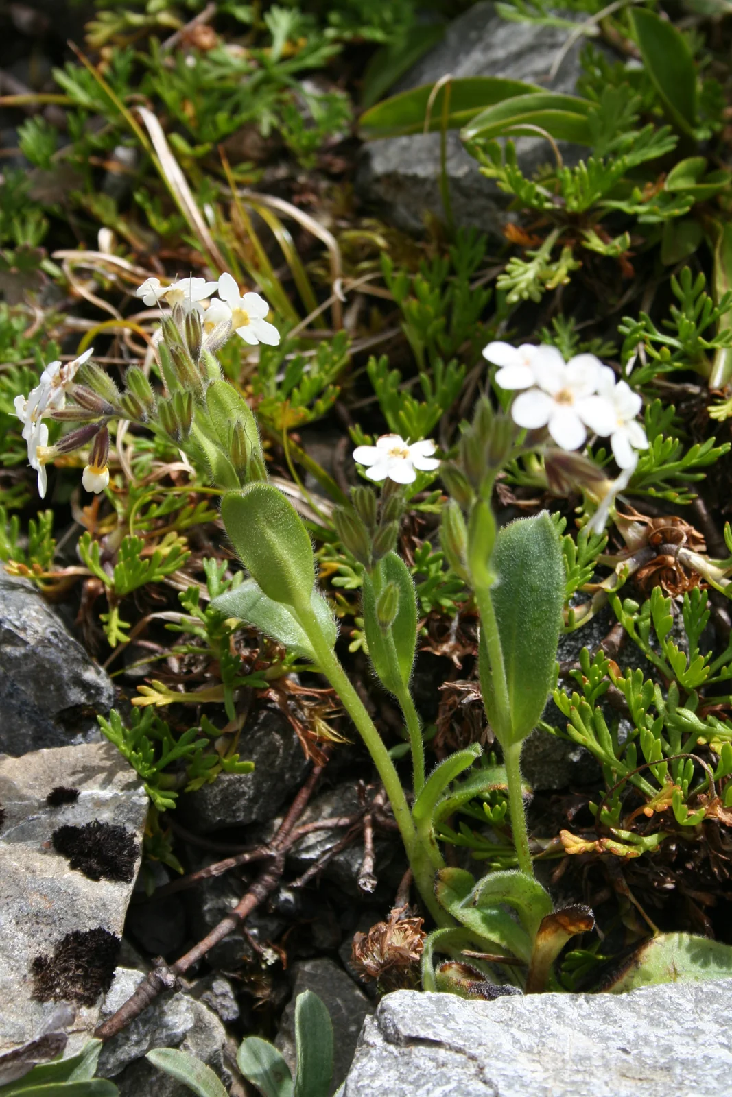 Myosotis Explanata Native Plant (Myosotis explanata)