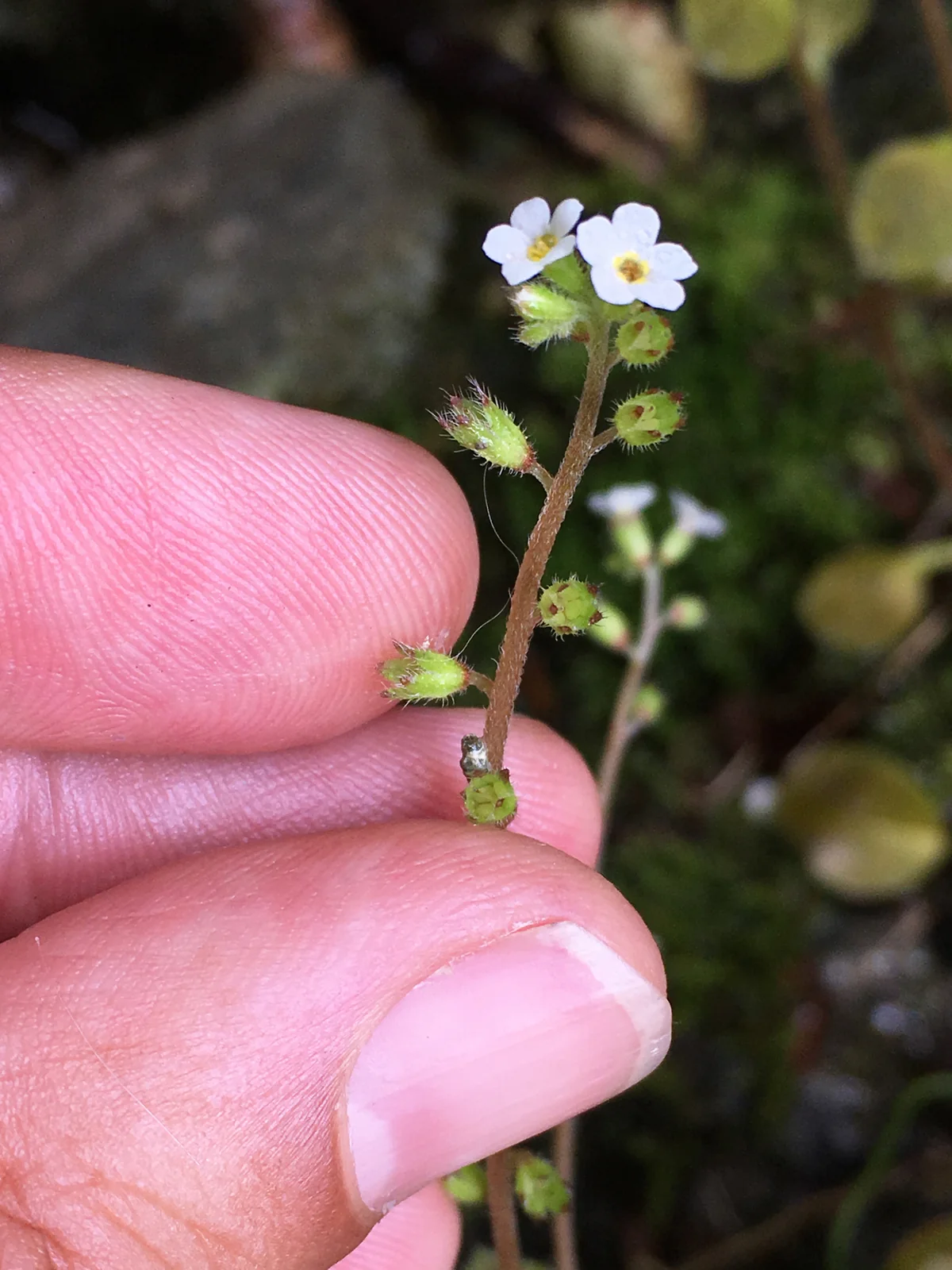 Myosotis Forsteri Native Plant (Myosotis forsteri)