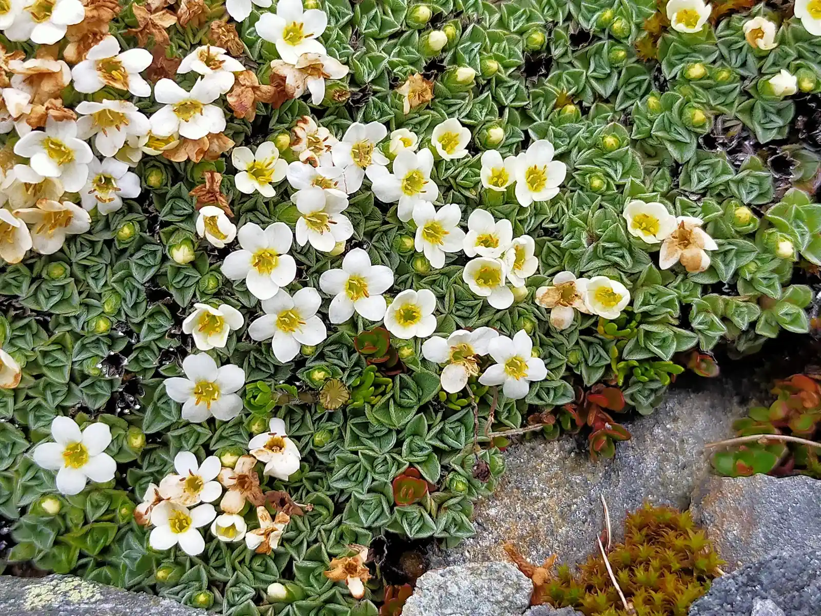 Myosotis Glabrescens Native Plant (Myosotis glabrescens)