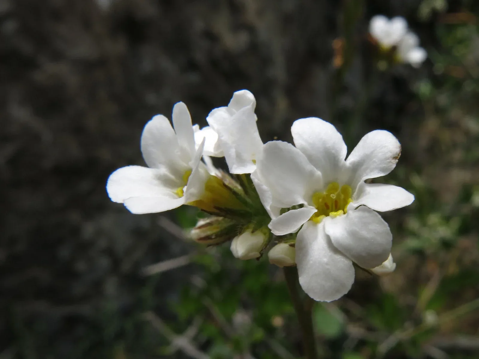 Myosotis Goyenii Native Plant (Myosotis goyenii)