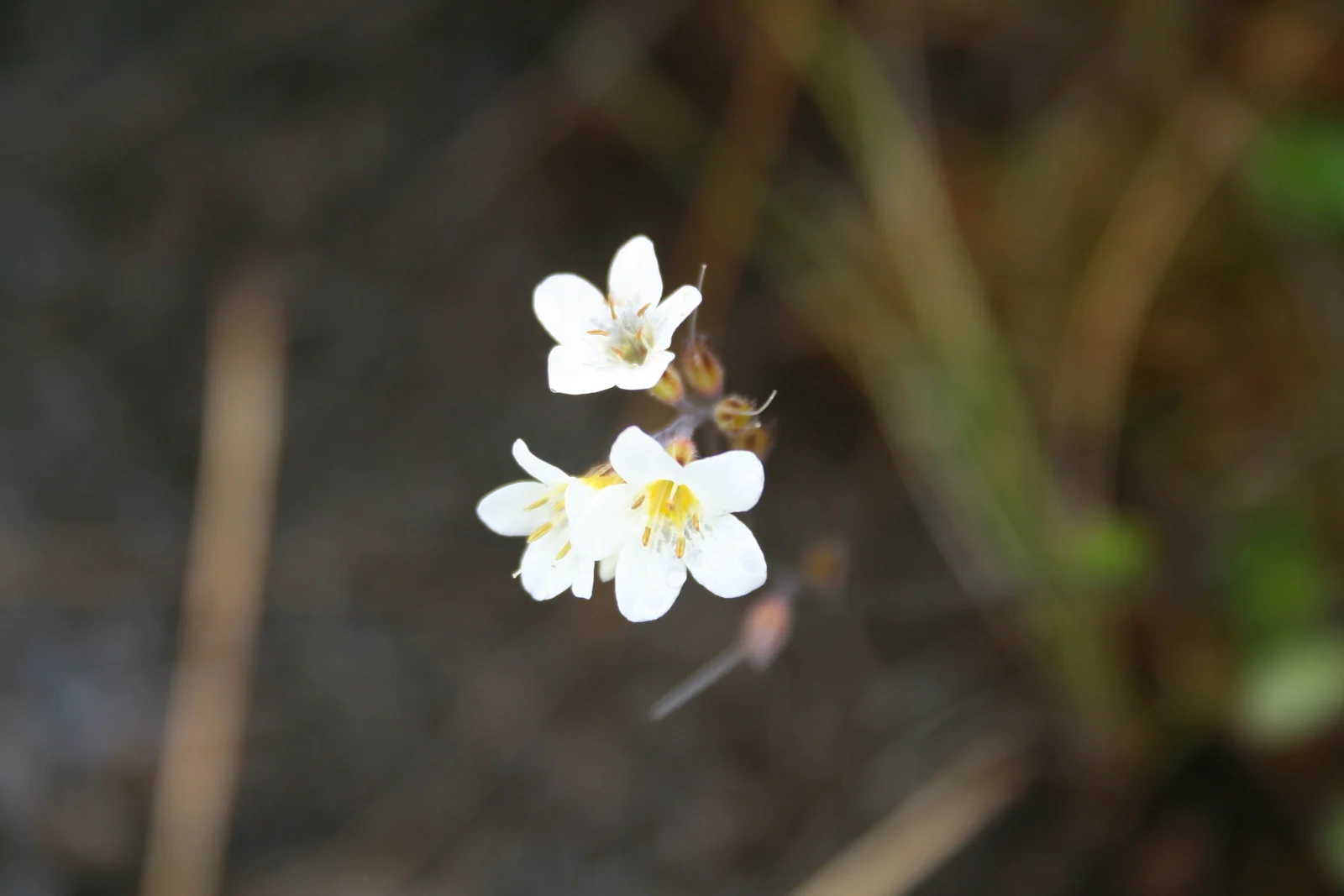 Myosotis Laeta Native Plant (Myosotis laeta)