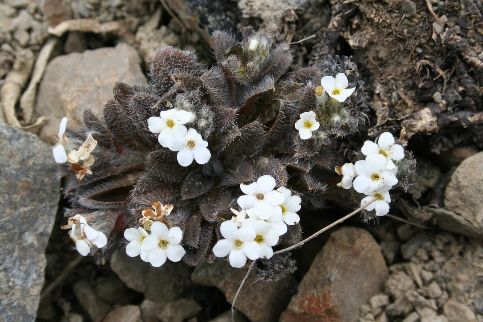 Myosotis Lyallii Subsp Elderi Native Plant (Myosotis lyallii subsp. elderi)