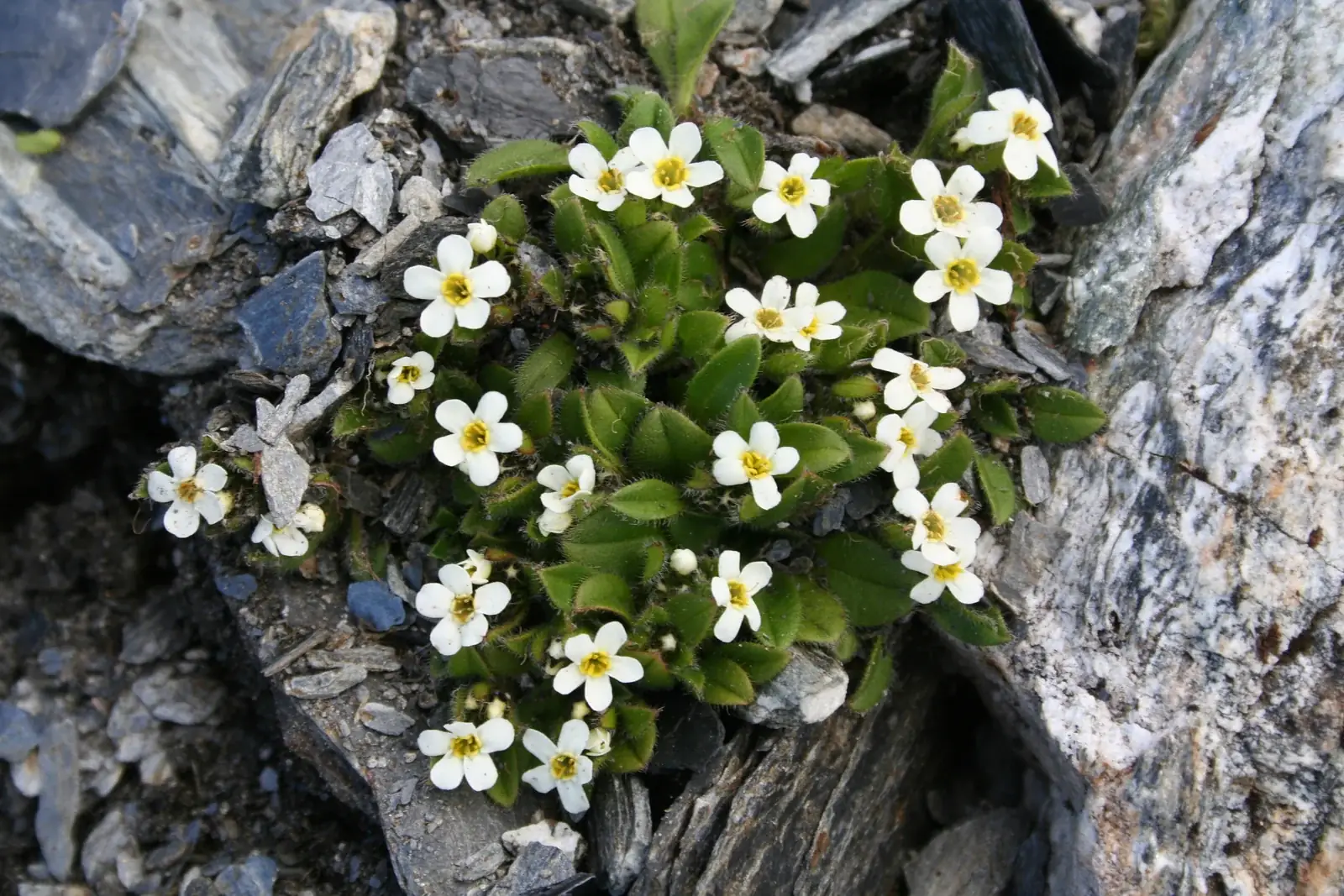 Myosotis Lyallii Subsp Lyallii Native Plant (Myosotis lyallii subsp. lyallii)