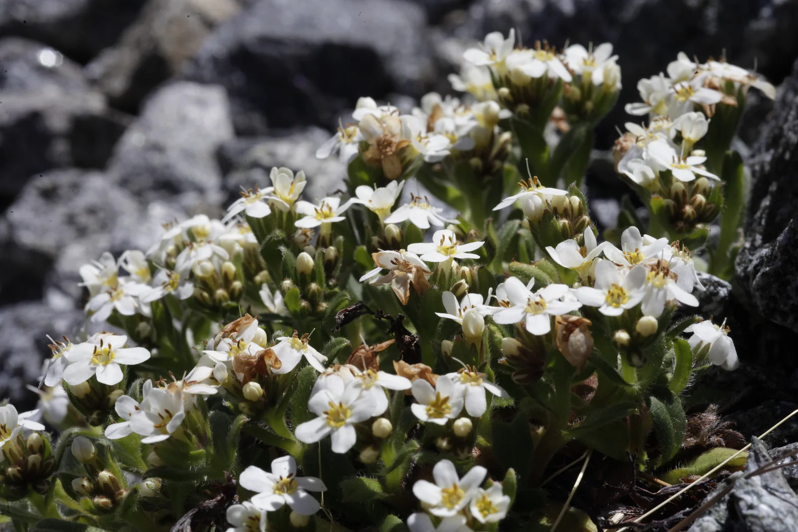 Myosotis Lyallii Native Plant (Myosotis lyallii)