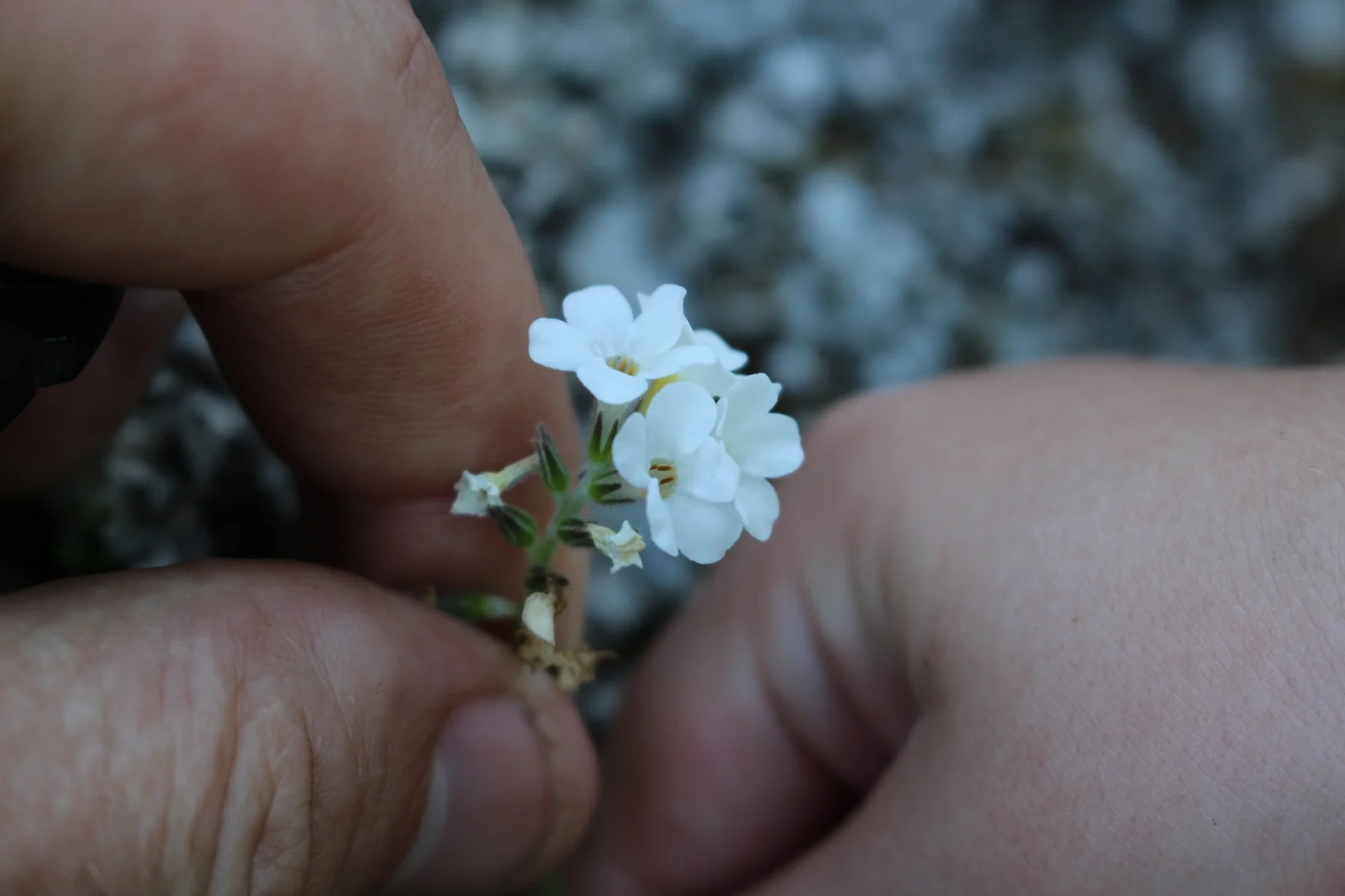 Myosotis Lytteltonensis Native Plant (Myosotis lytteltonensis)