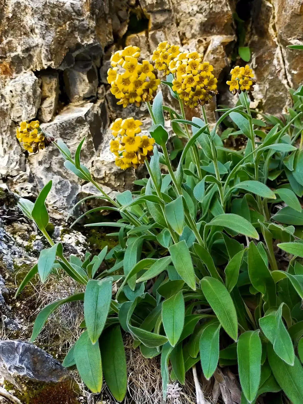Myosotis Macrantha Native Plant (Myosotis macrantha)