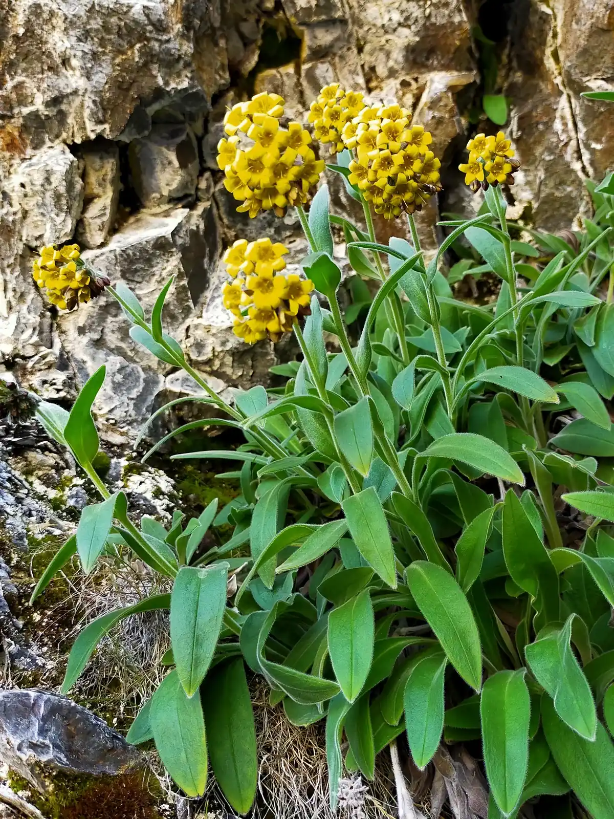 Myosotis Macrantha Native Plant (Myosotis macrantha)