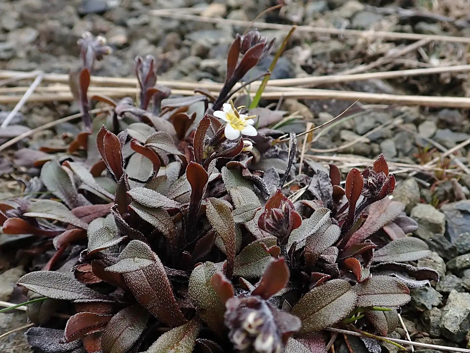 Myosotis Monroi Native Plant (Myosotis monroi)