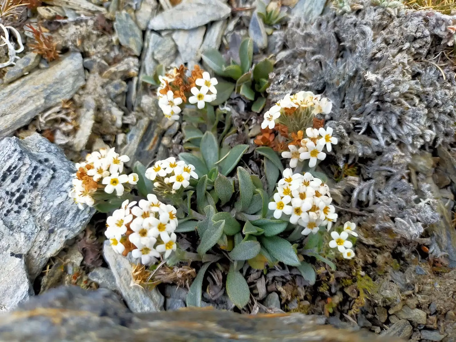 Myosotis Oreophila Native Plant (Myosotis oreophila)