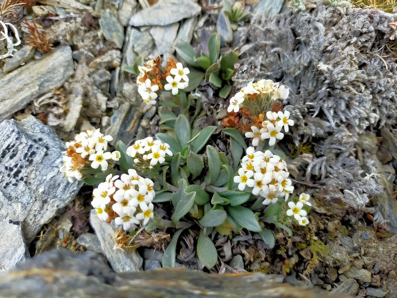 Myosotis Oreophila Native Plant (Myosotis oreophila)