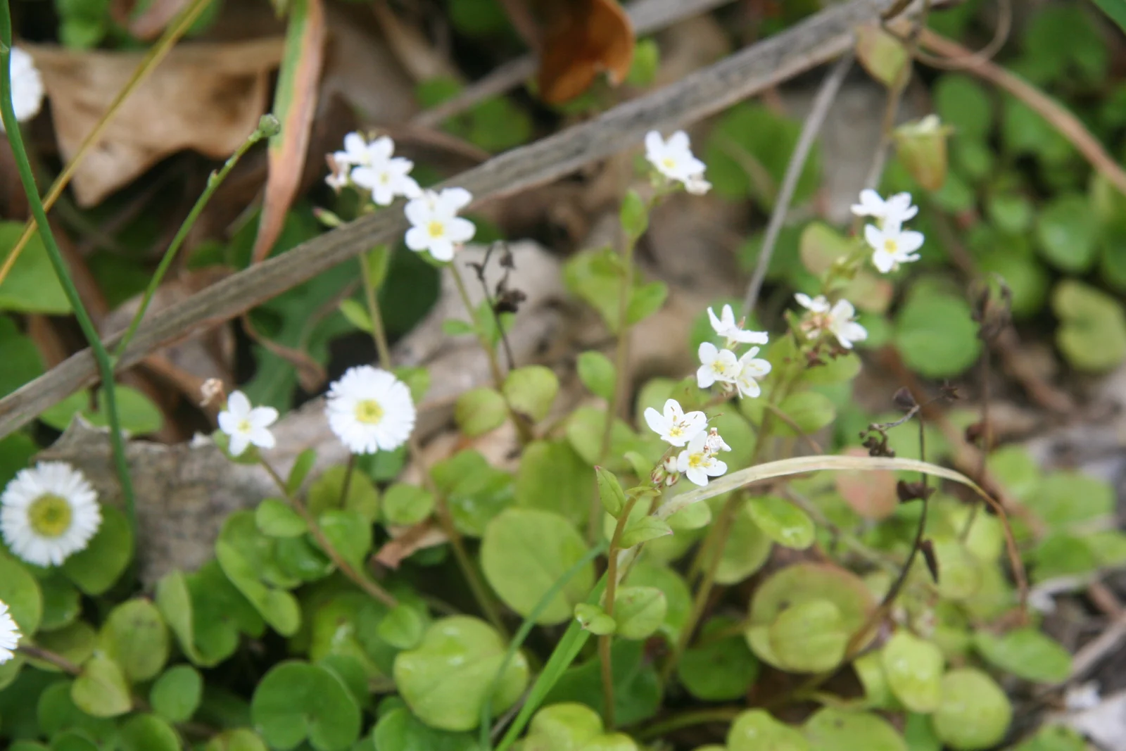 Myosotis Pansa Subsp Praeceps Native Plant (Myosotis pansa subsp. praeceps)