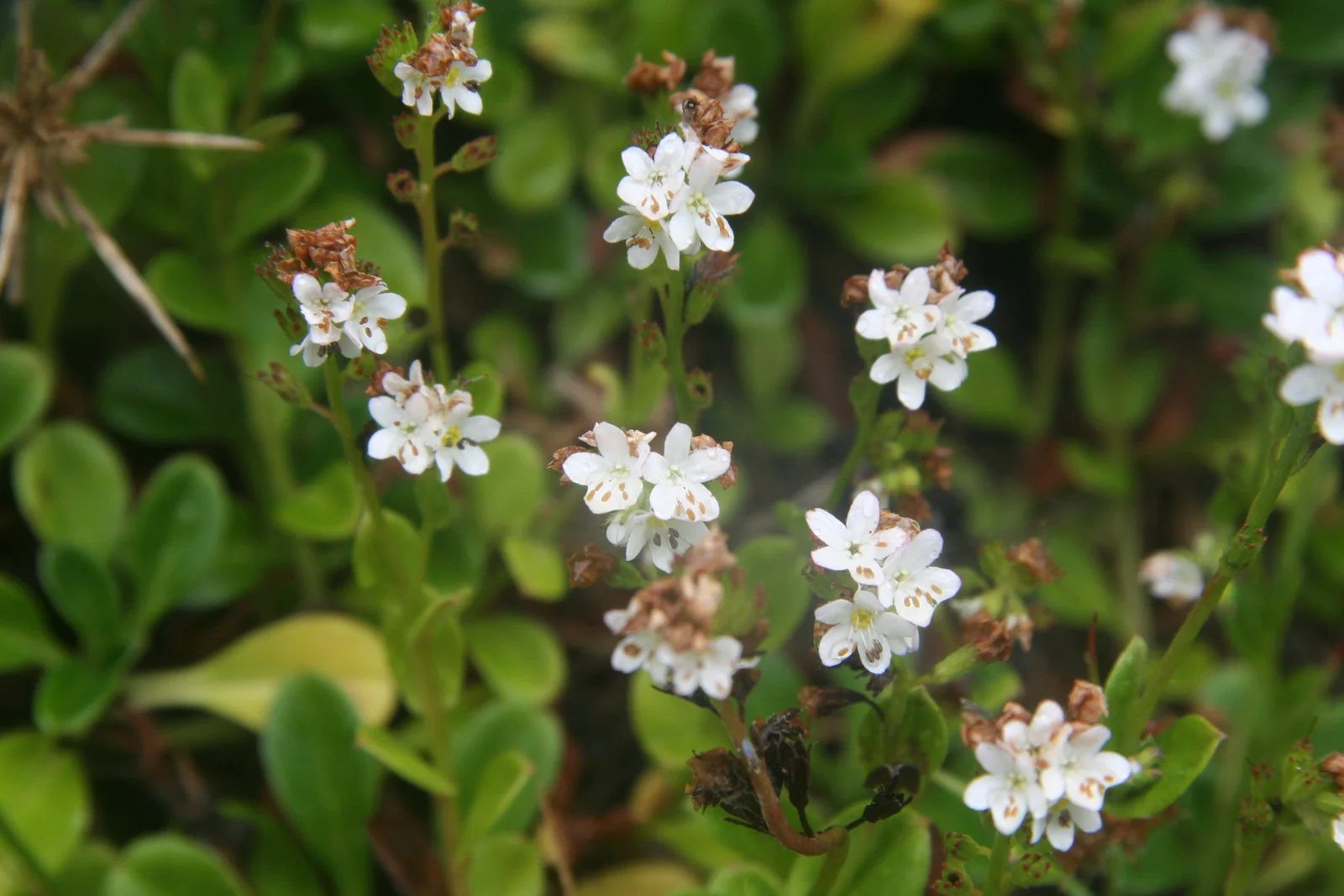 Myosotis Pansa Native Plant (Myosotis pansa)