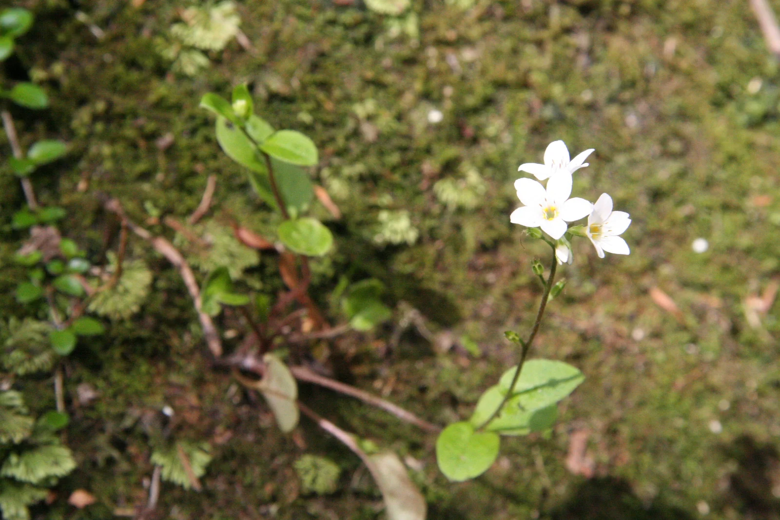 Myosotis Pottsiana Native Plant (Myosotis pottsiana)