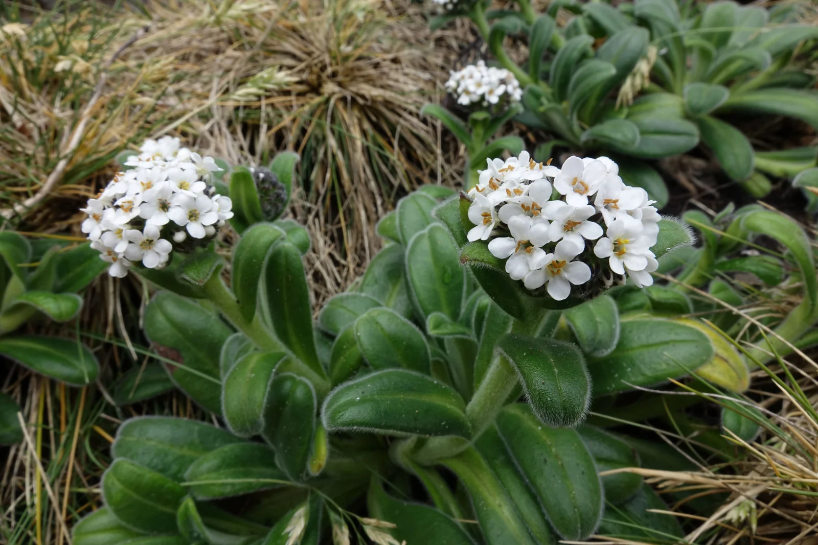 Myosotis Rakiura Native Plant (Myosotis rakiura)