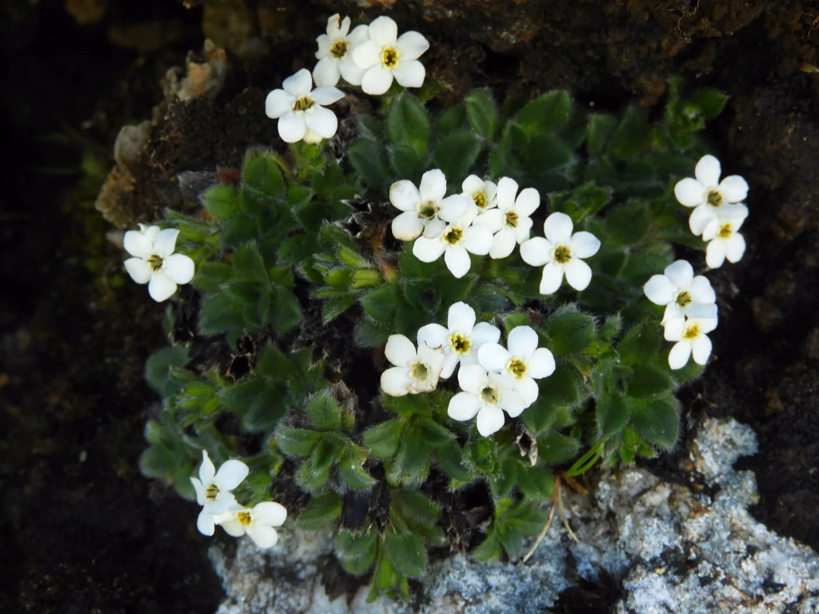 Myosotis Retrorsa Native Plant (Myosotis retrorsa)