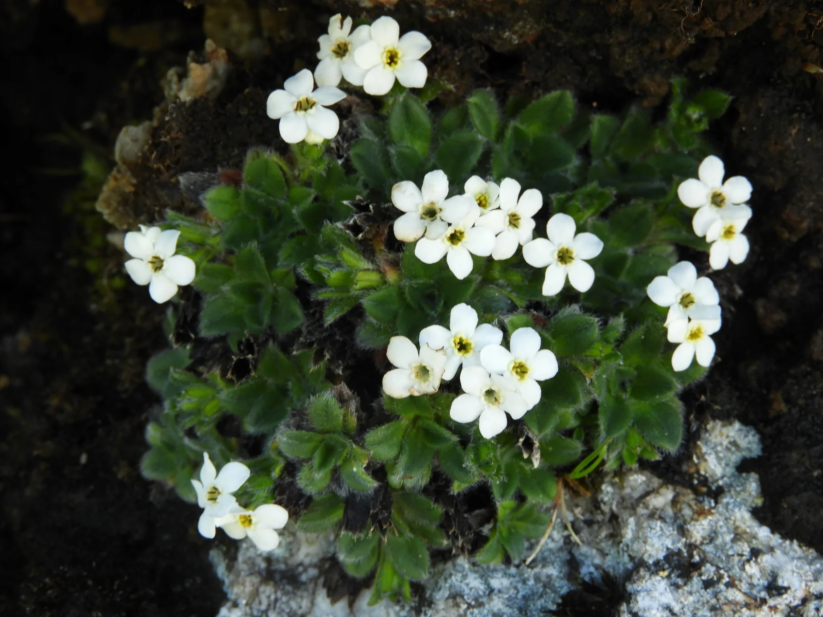 Myosotis Retrorsa Native Plant (Myosotis retrorsa)