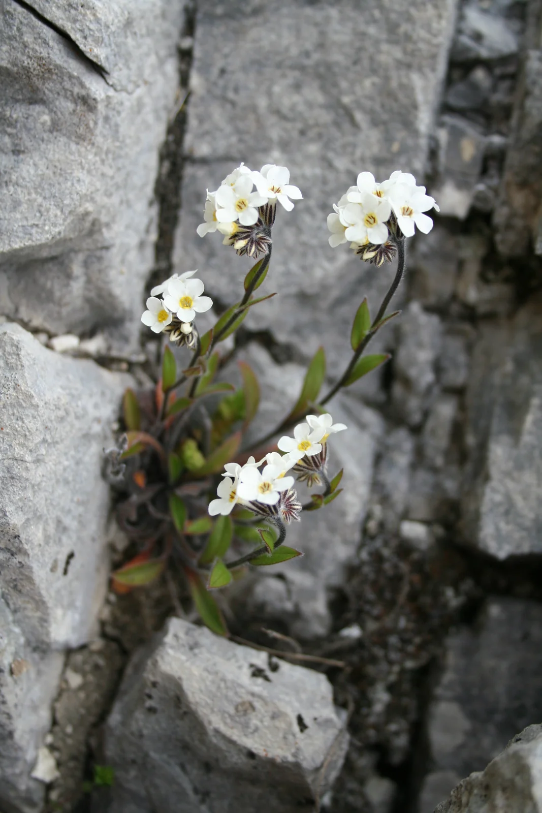 Myosotis Saxatilis Native Plant (Myosotis saxatilis)