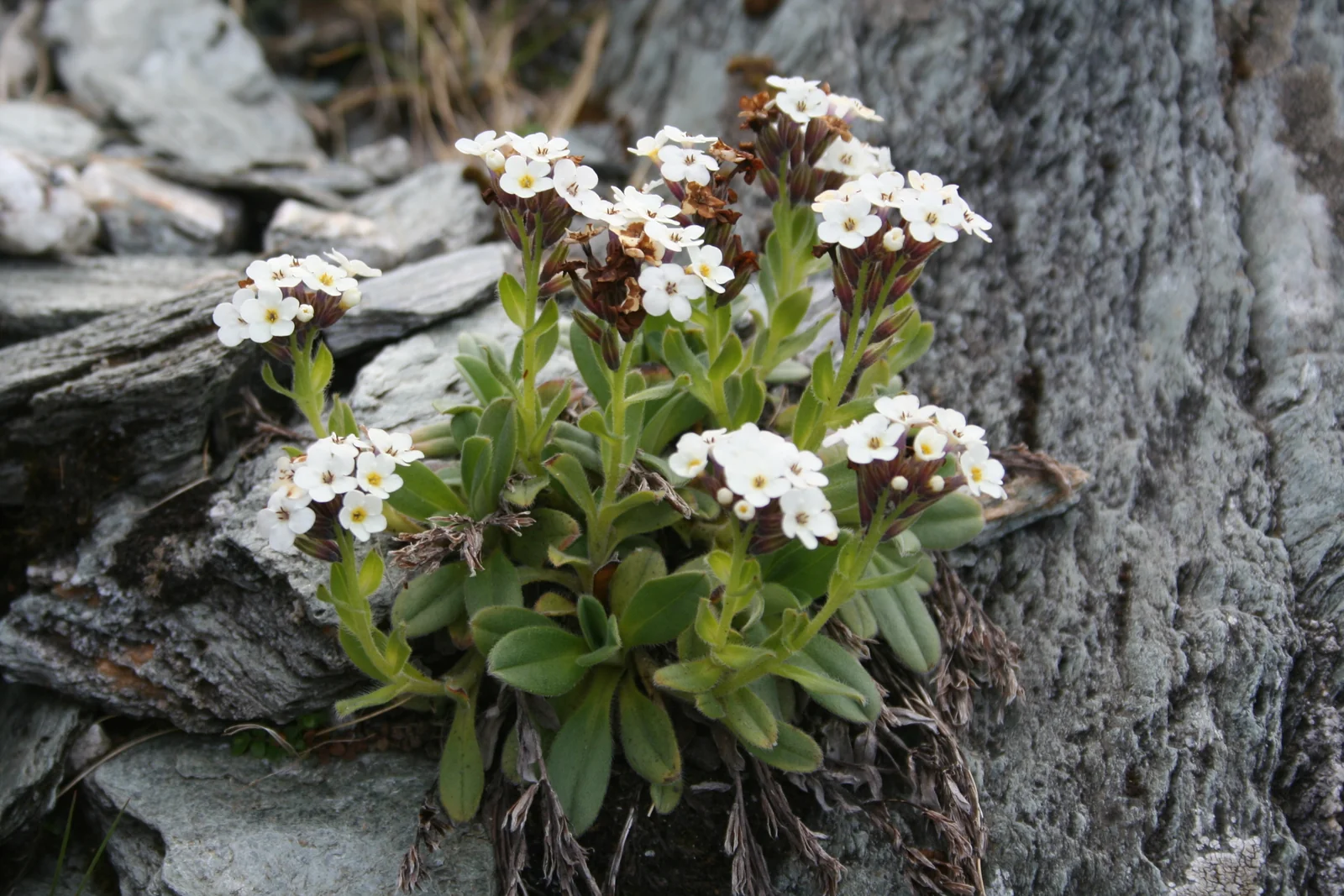 Myosotis Suavis Native Plant (Myosotis suavis)