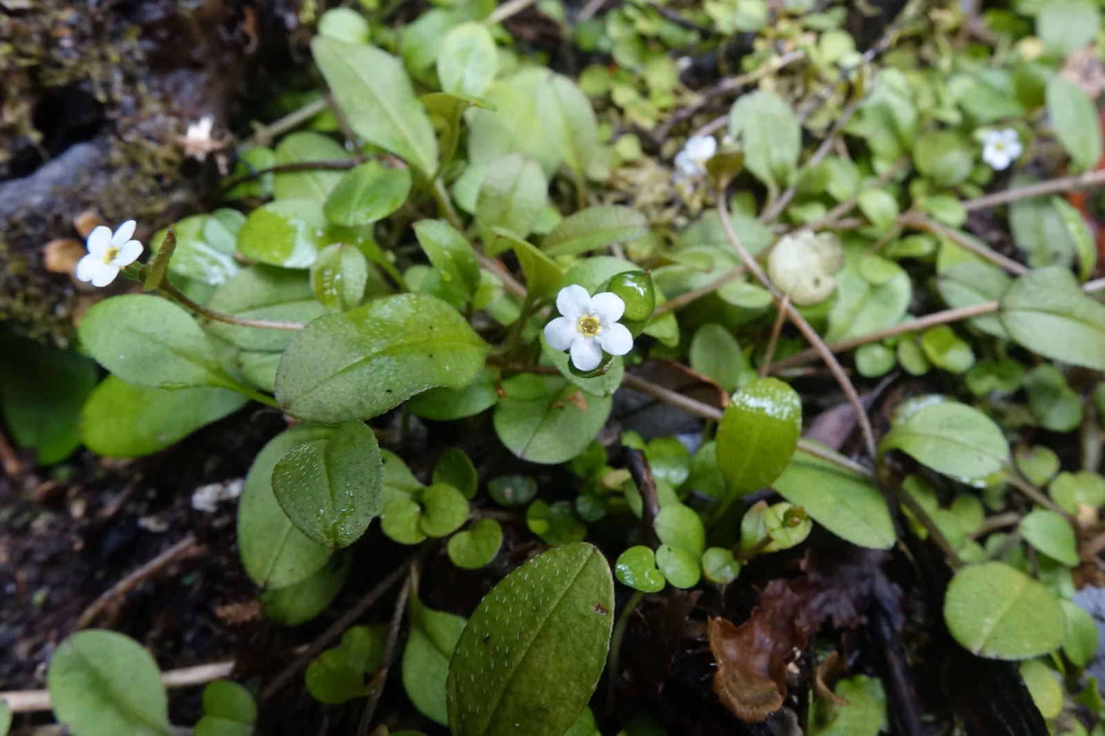 Myosotis Tenericaulis Native Plant (Myosotis tenericaulis)