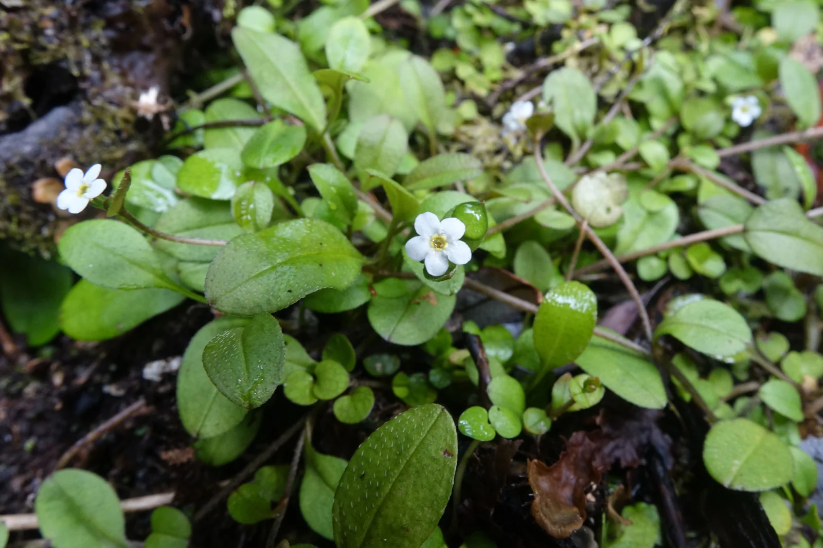 Myosotis Tenericaulis Native Plant (Myosotis tenericaulis)