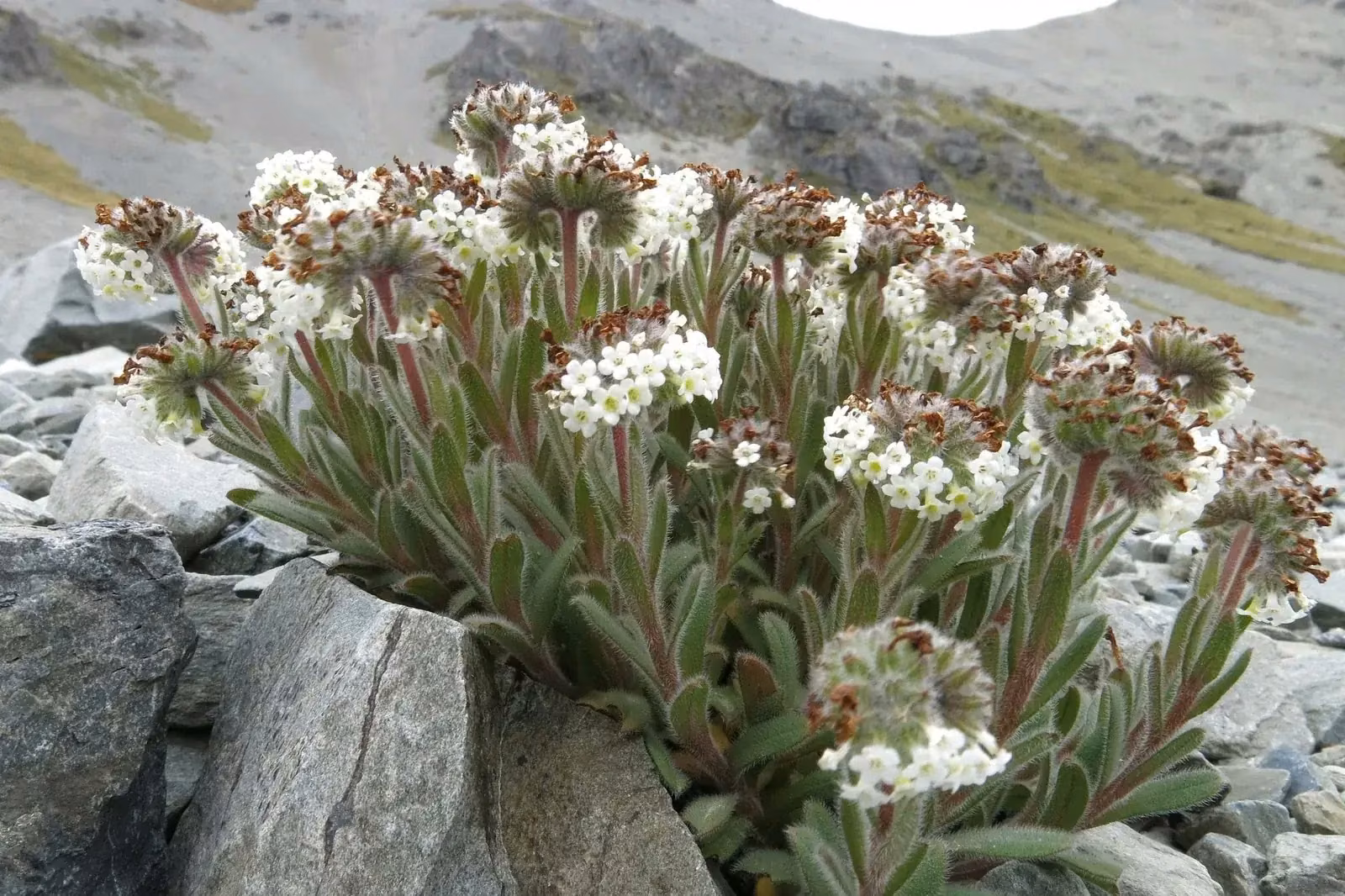 Myosotis Traversii Native Plant (Myosotis traversii)