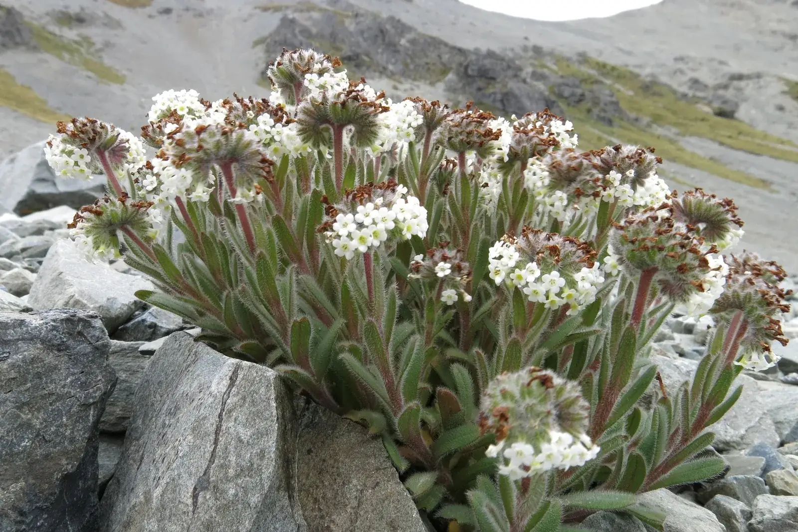 Myosotis Traversii Native Plant (Myosotis traversii)