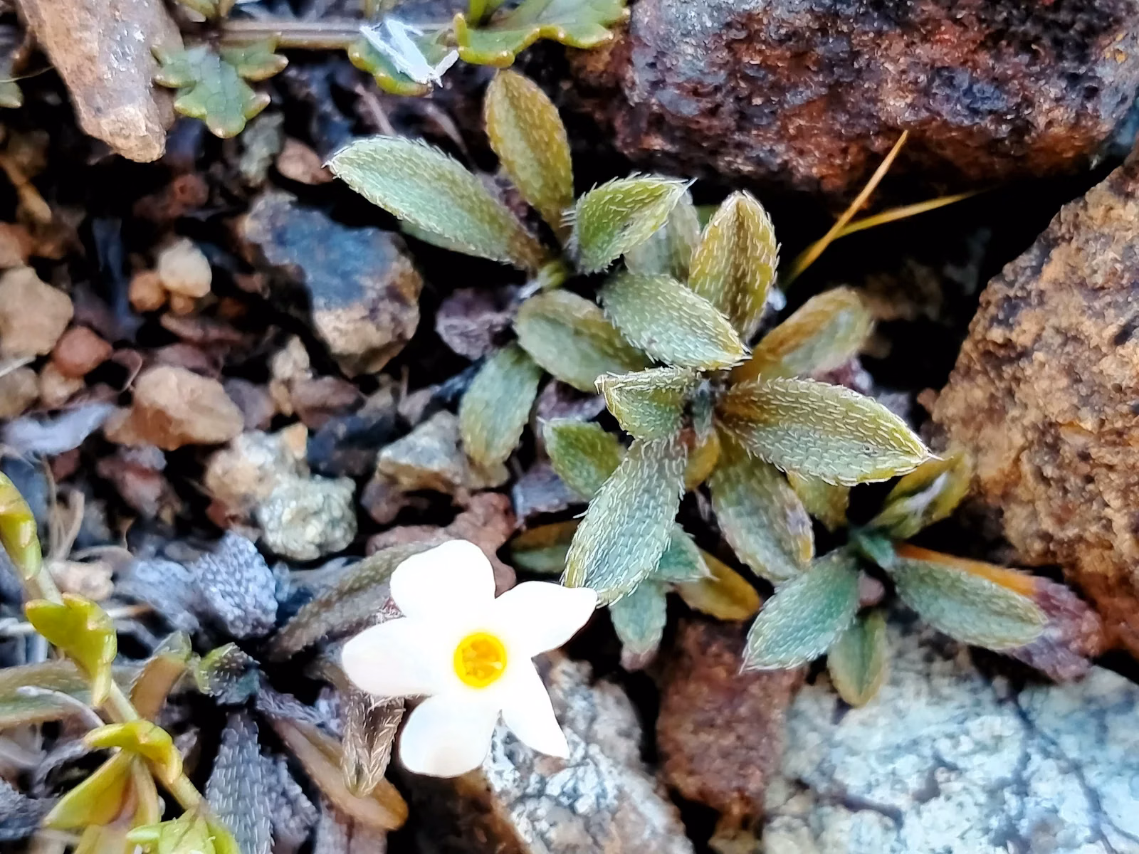 Myosotis Ultramafica Native Plant (Myosotis ultramafica)