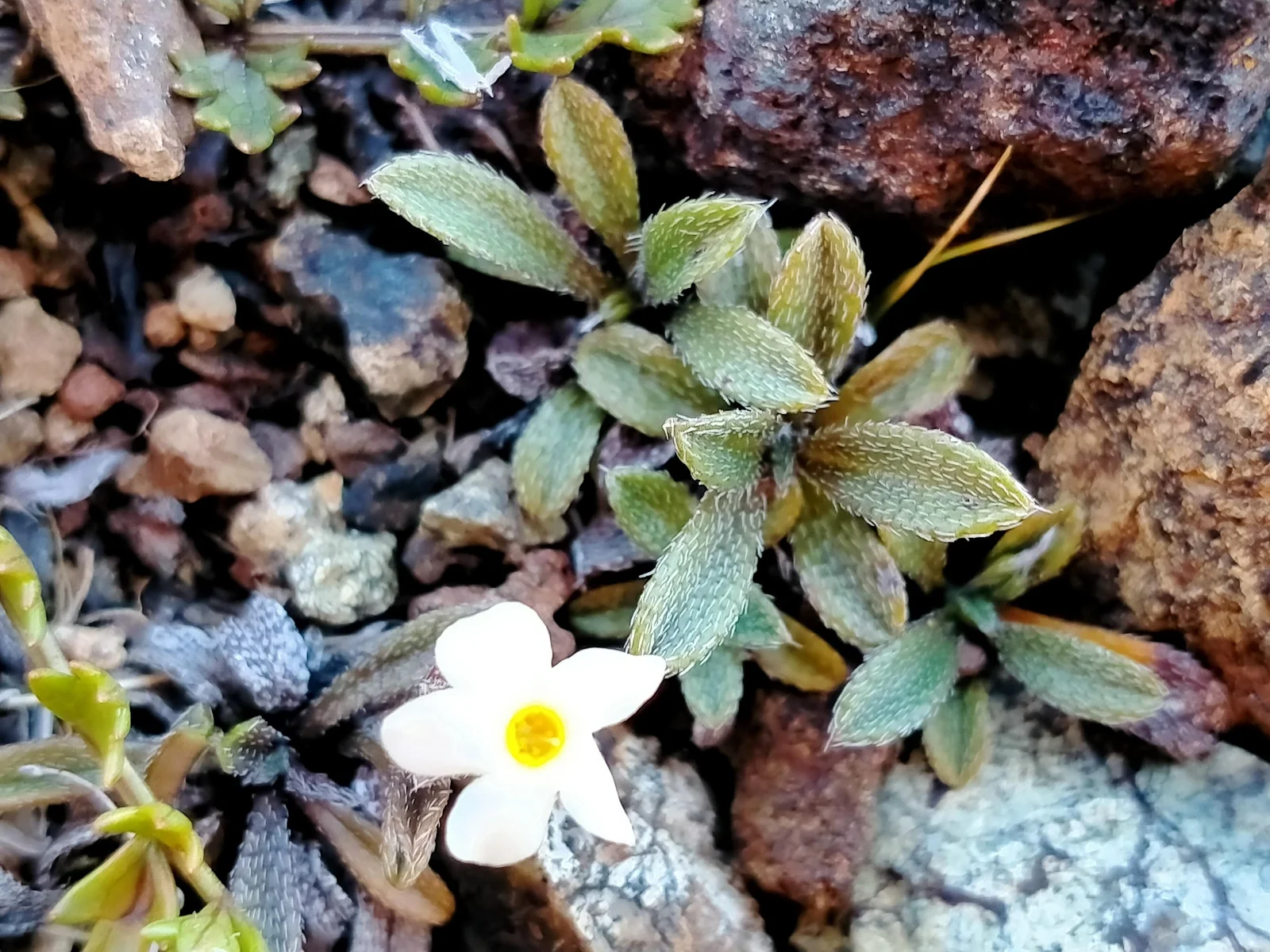 Myosotis Ultramafica Native Plant (Myosotis ultramafica)
