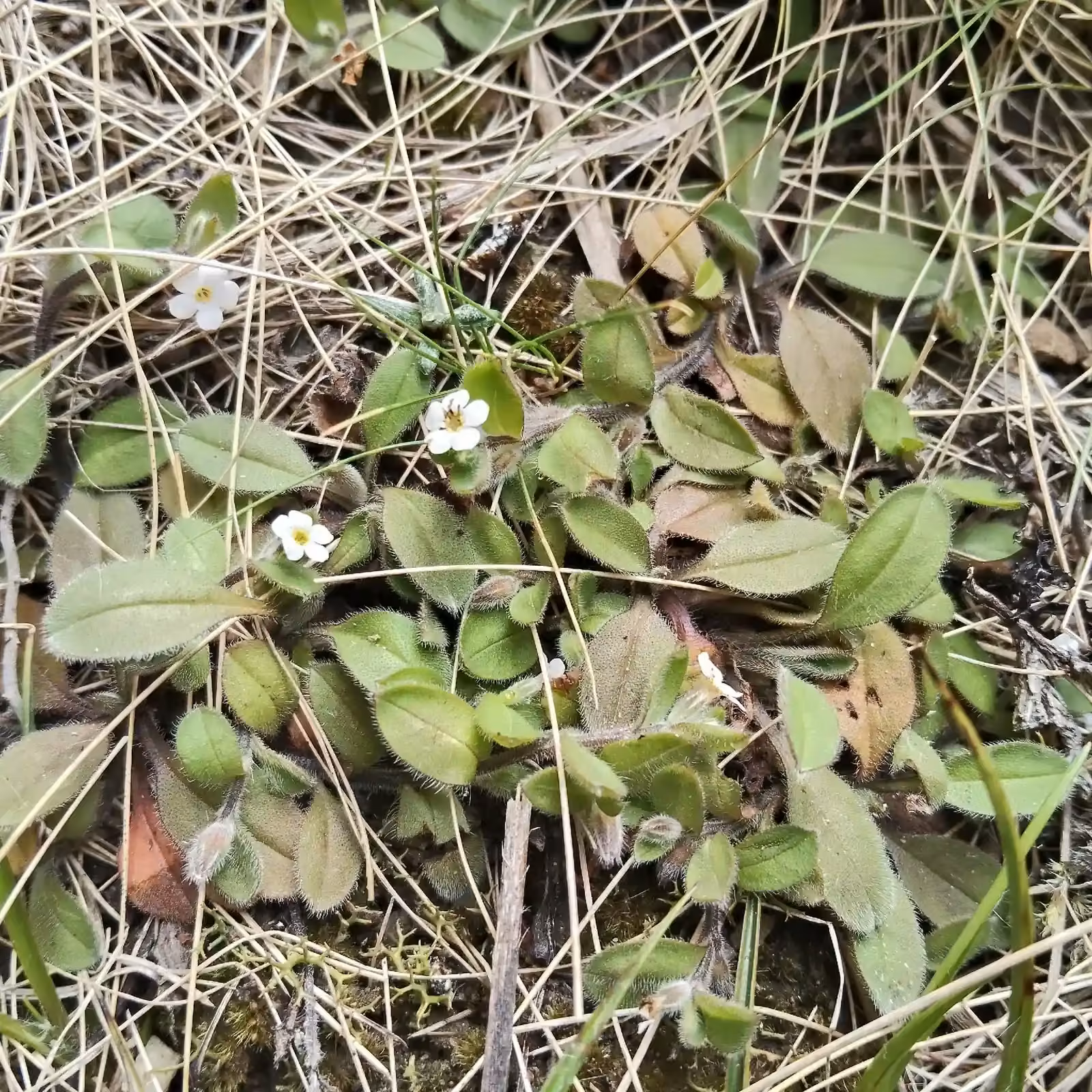 Myosotis Umbrosa Native Plant (Myosotis umbrosa)